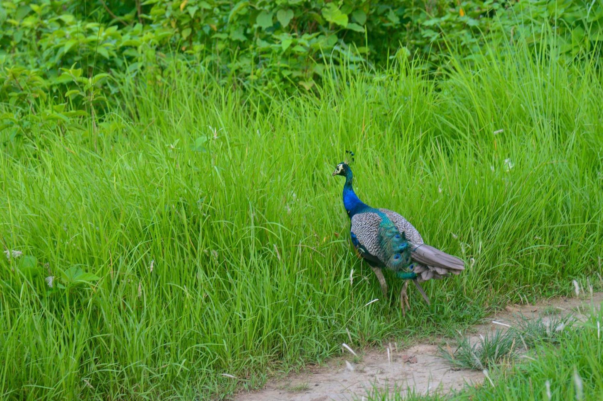 Greenland Safari, Sauraha Exterior photo