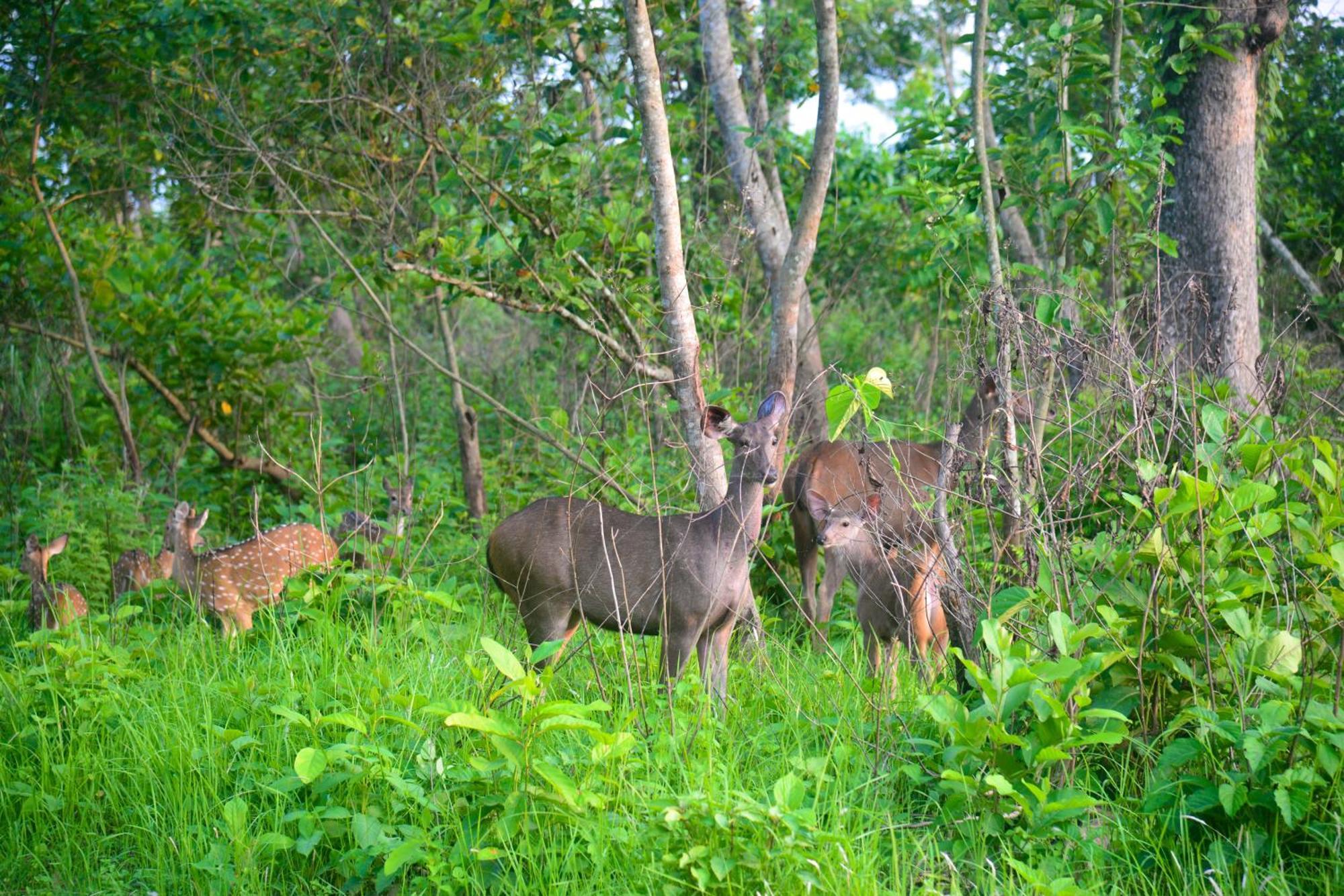 Greenland Safari, Sauraha Exterior photo