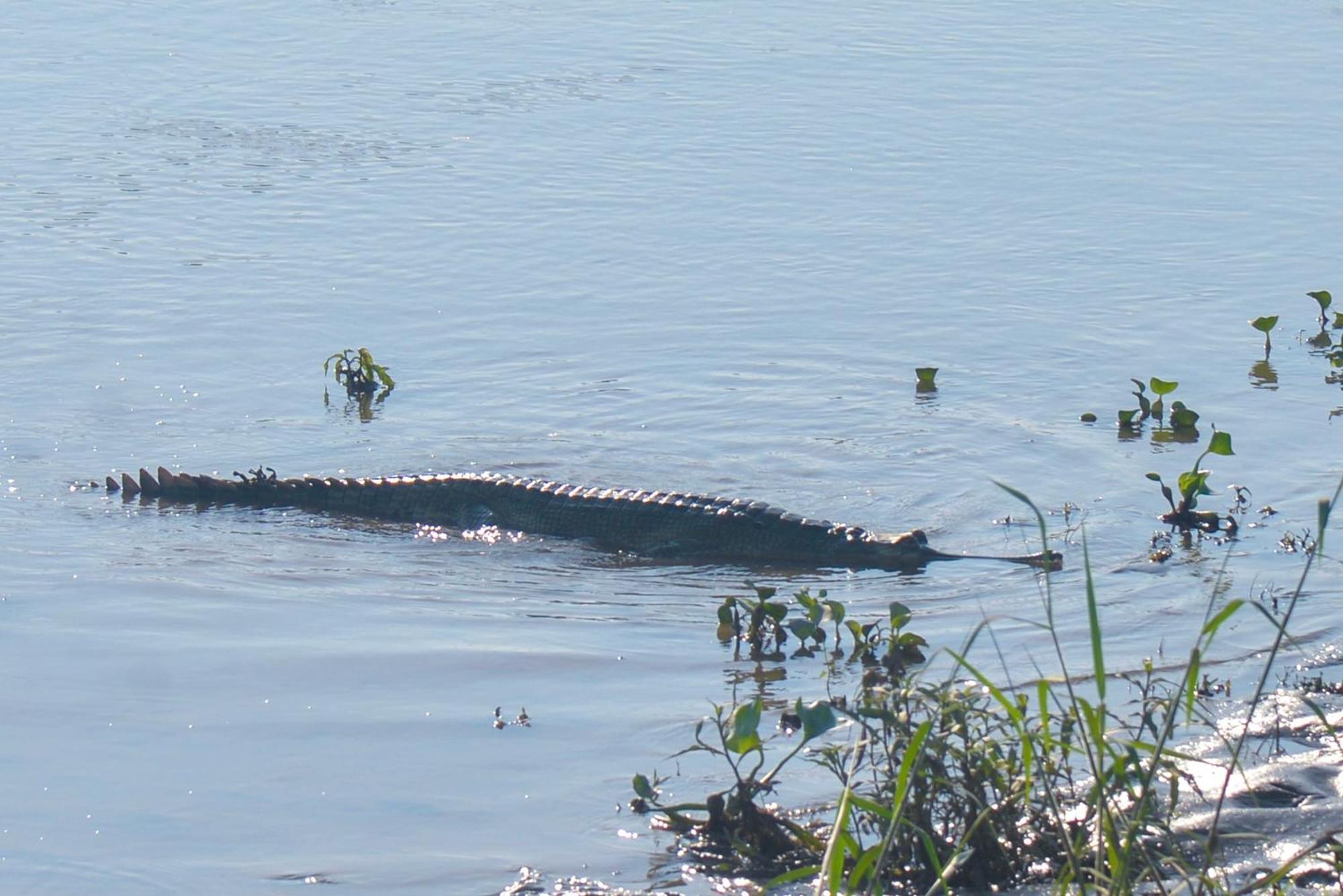 Greenland Safari, Sauraha Exterior photo